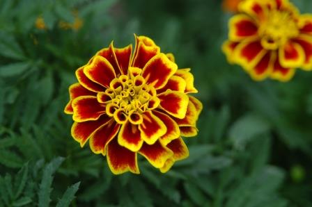 Marigold flower