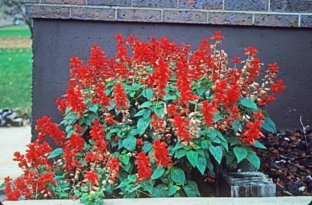 Salvia splendens