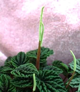 Peperomia flowers and foliage