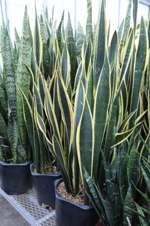 Sansevieria plants
