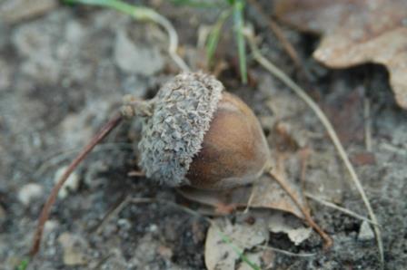 Oak acorn