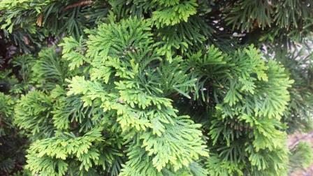 Arborvitae foliage