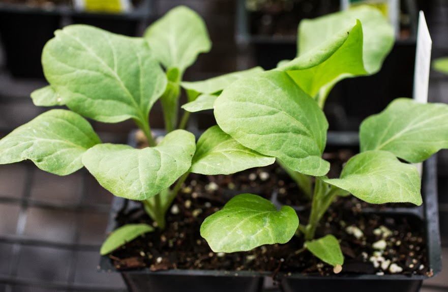Eggplant transplants