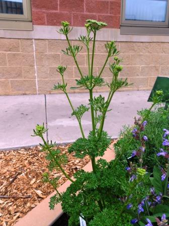 Parsley in flower